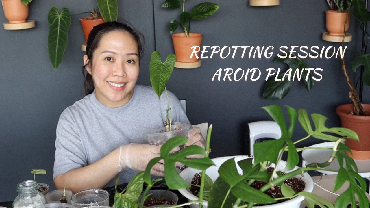 REPOTTING SESSION| Aroid Plants