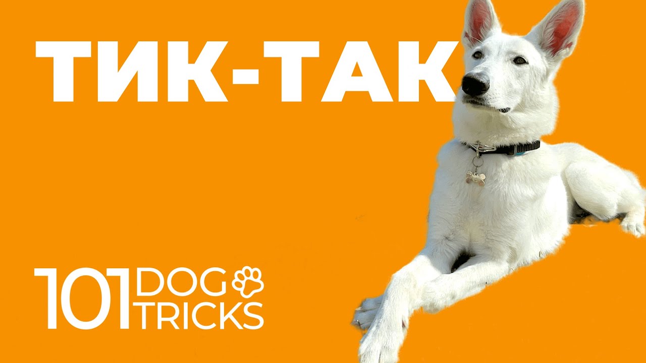 Команда Тик-Так 🐩 Научить собаку скрещивать лапы