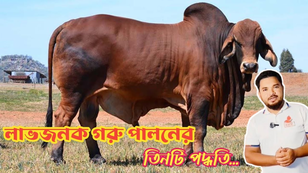 গরু পালনের তিনটি পদ্ধতি|Three methods of raising cows|mollahkrishitv|
