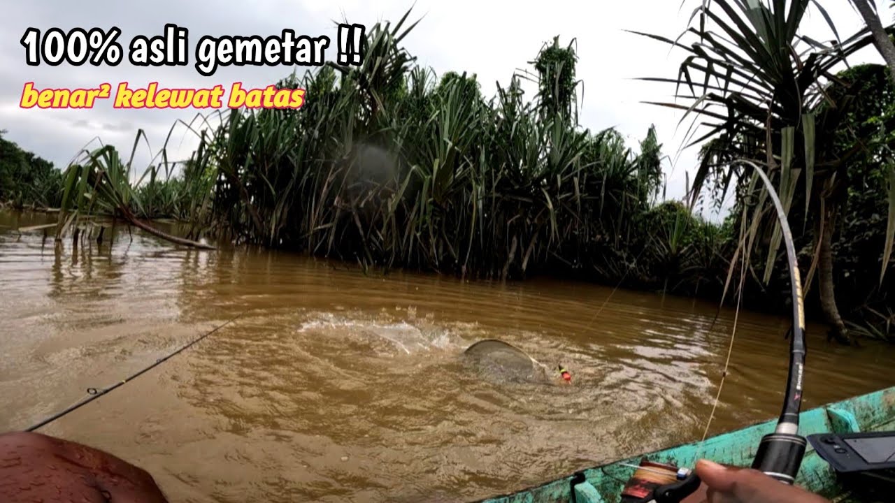 Edan !! Tarikan nya seperti narik kambing semakin di tarik semakin melawan
