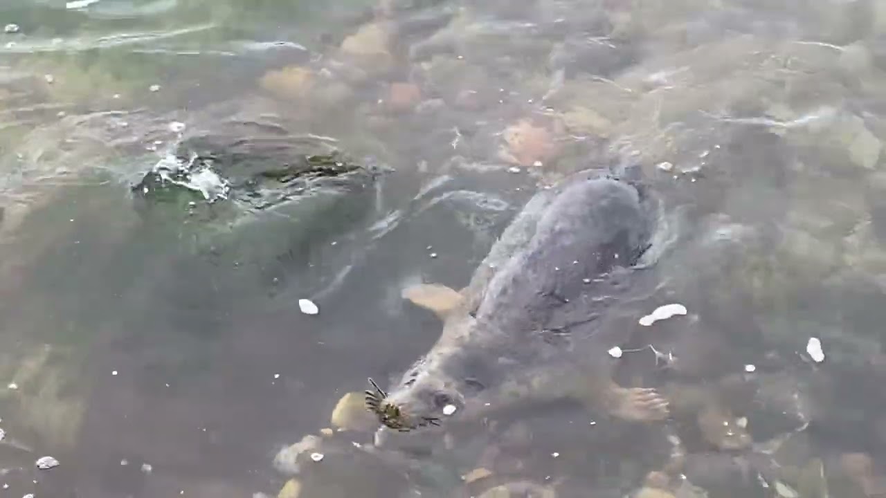 Seals released at Portencross 