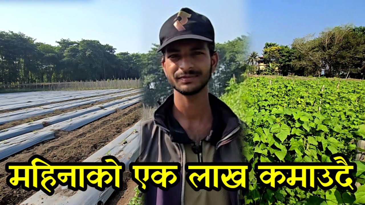  तीन बिगाहामा तरकारी खेती गरेर महिनाकै एक लाख कमाउने 23 बर्षे  सौरभ । village vegetable farmers 