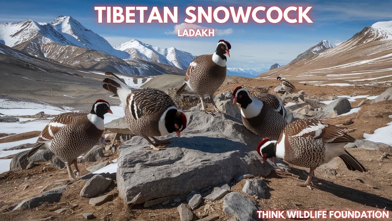 Tibetan Snowcock | Ladakh | Wildlife of Himalayas || Think Wildlife Foundation