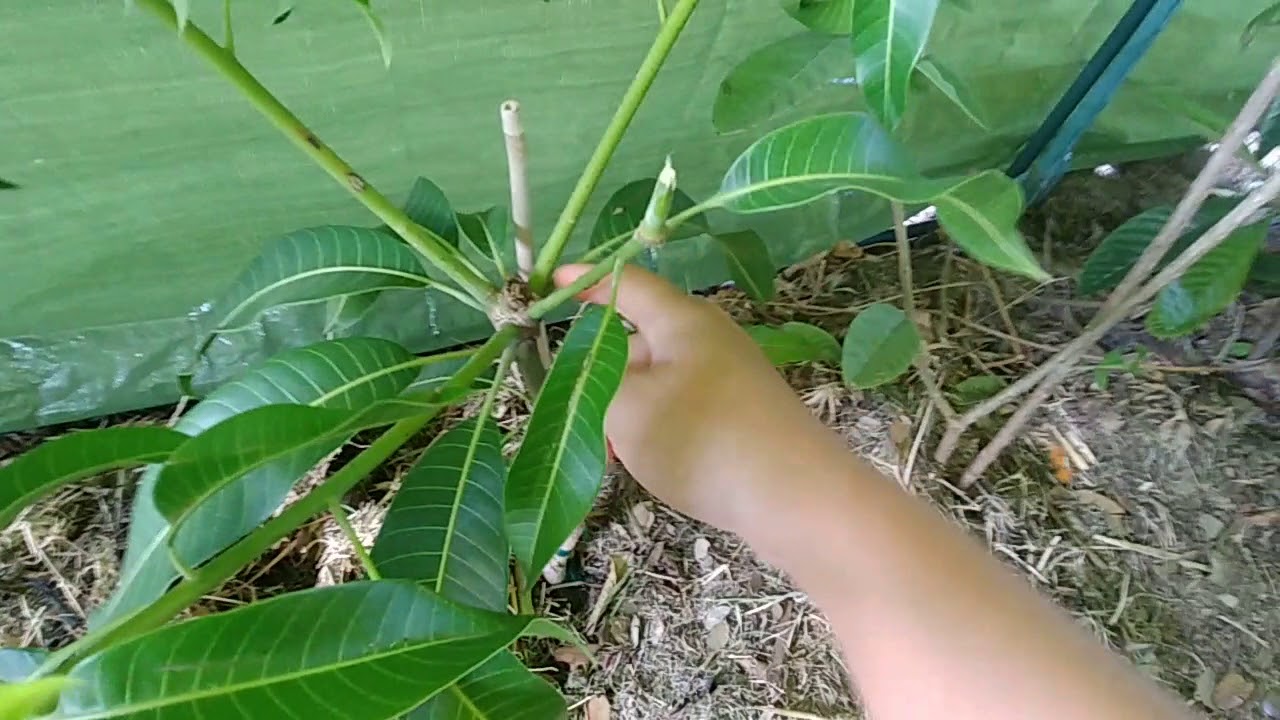 How to Pug mango trees (pugging is to train young mango trees to be low, bushy)