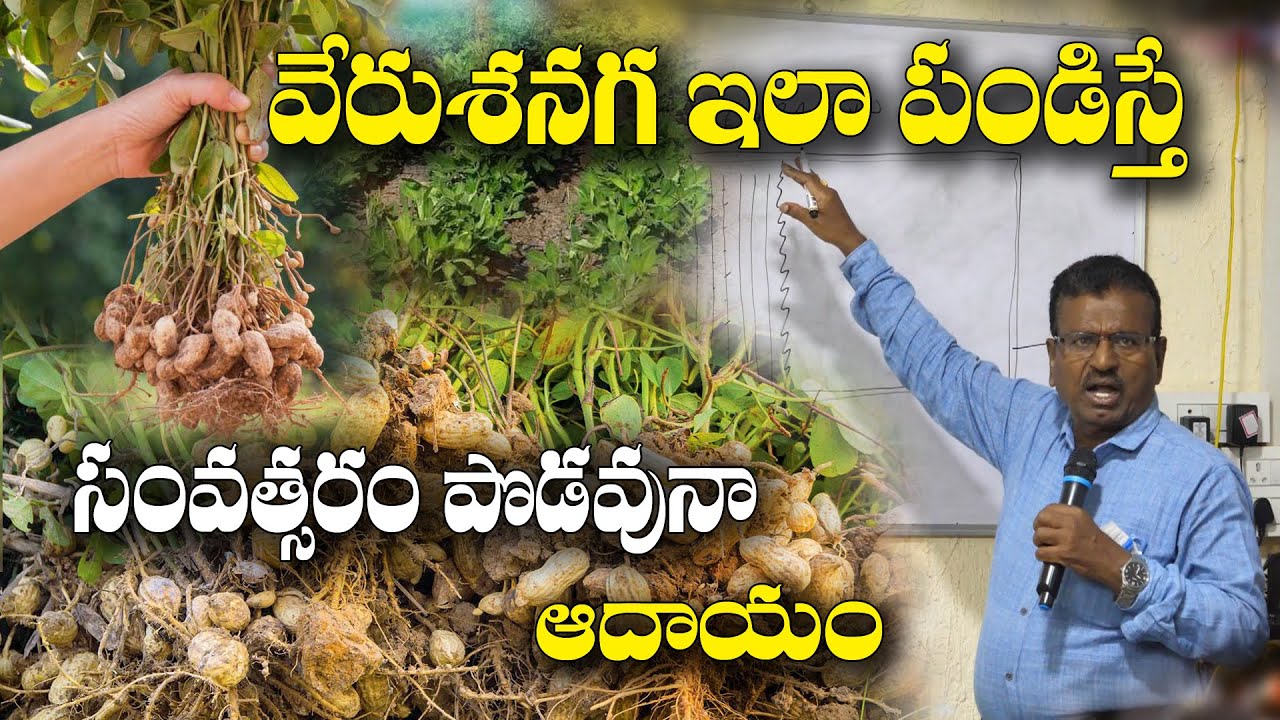 ప్రధాన పంటతో ఏ వరుసలో ఏ పంటతో ఎక్కువ ఆదాయం ? GroundNut Farming