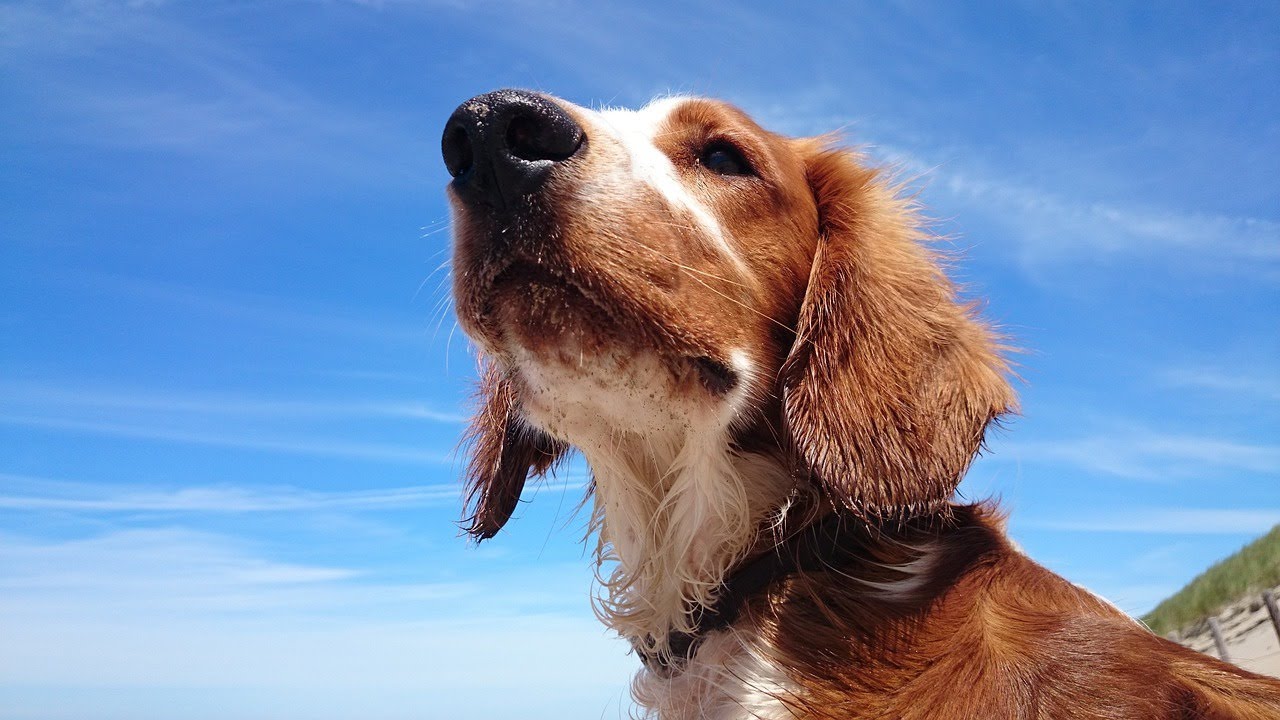 2023 Detectie Honden workshop