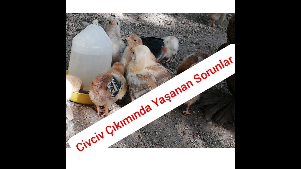 Civciv Çıkımında Yaşanan Sorunlar Nelerdir?