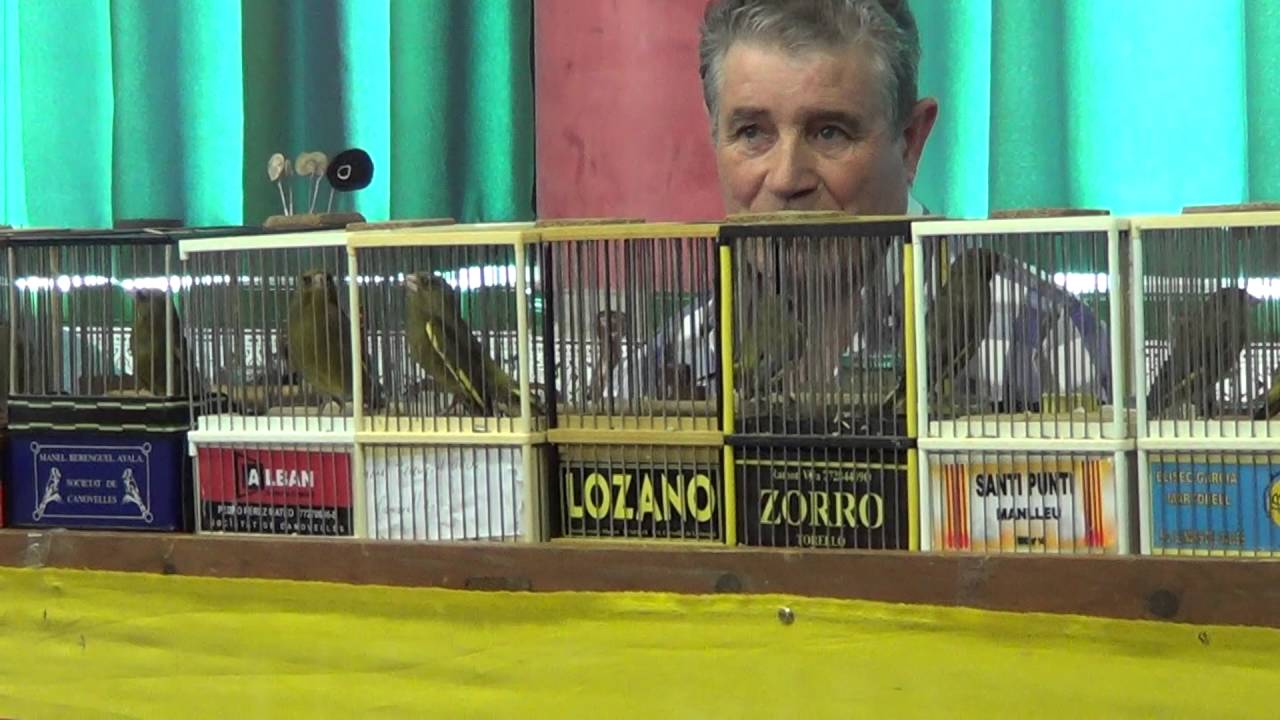 Concurso Olot - La Garrotxa 2016 (Verderón - Remesa 1)