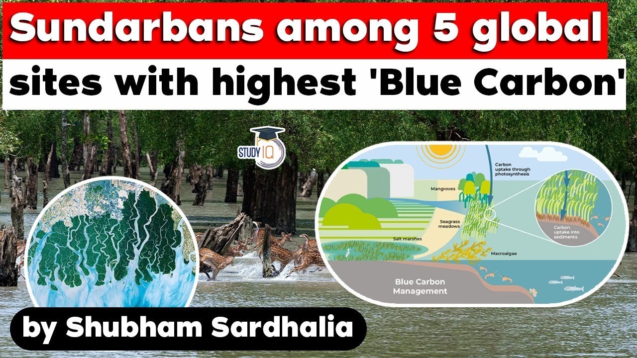Sundarbans among five global sites with highest Blue Carbon | WBPSC West Bengal Civil Service UPSC