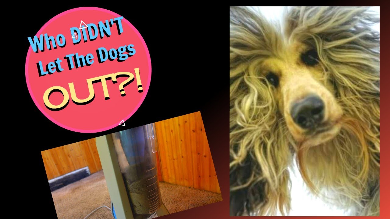 Who DIDN'T let the dogs out?! | Cleaning up a messy Rental