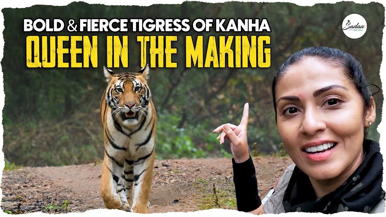 Bold & Fierce Tigress of Kanha || Sadaa Wild Stories|| #tiger #kanha #wildlife #nature #life