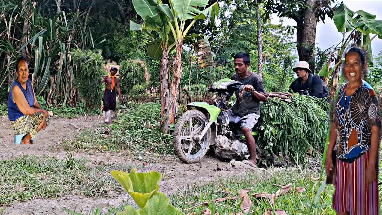 Sumpah Asli‼️Pedesaan Alami Cuma 5kk Penuh Kesederhanaan Hidup Di Desa,Di Tanah Yang Subur Ini..