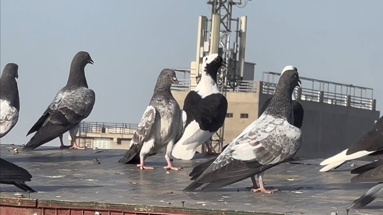 معلومات عن المخلف العراقي التار 🥰 مطيار الحبريات ✌️