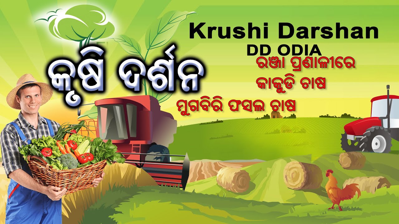 Krushi Darshan || କୃଷି ଦର୍ଶନ || ରଞ୍ଜା ପ୍ରଣାଳୀରେ କାକୁଡି ଚାଷ, ମୁଗବିରି ଫସଲ ଚାଷ