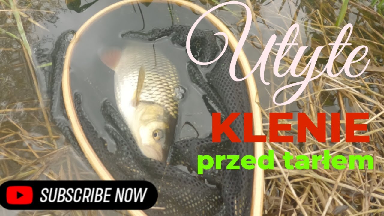 Grube Klenie przed tarłem
