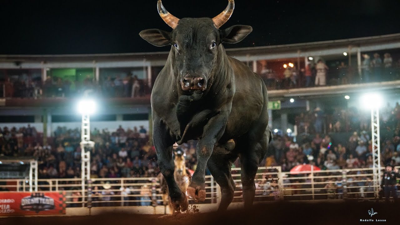 Rodeio de COLORADO 2025 (QUINTA / MELHORES MOMENTOS)