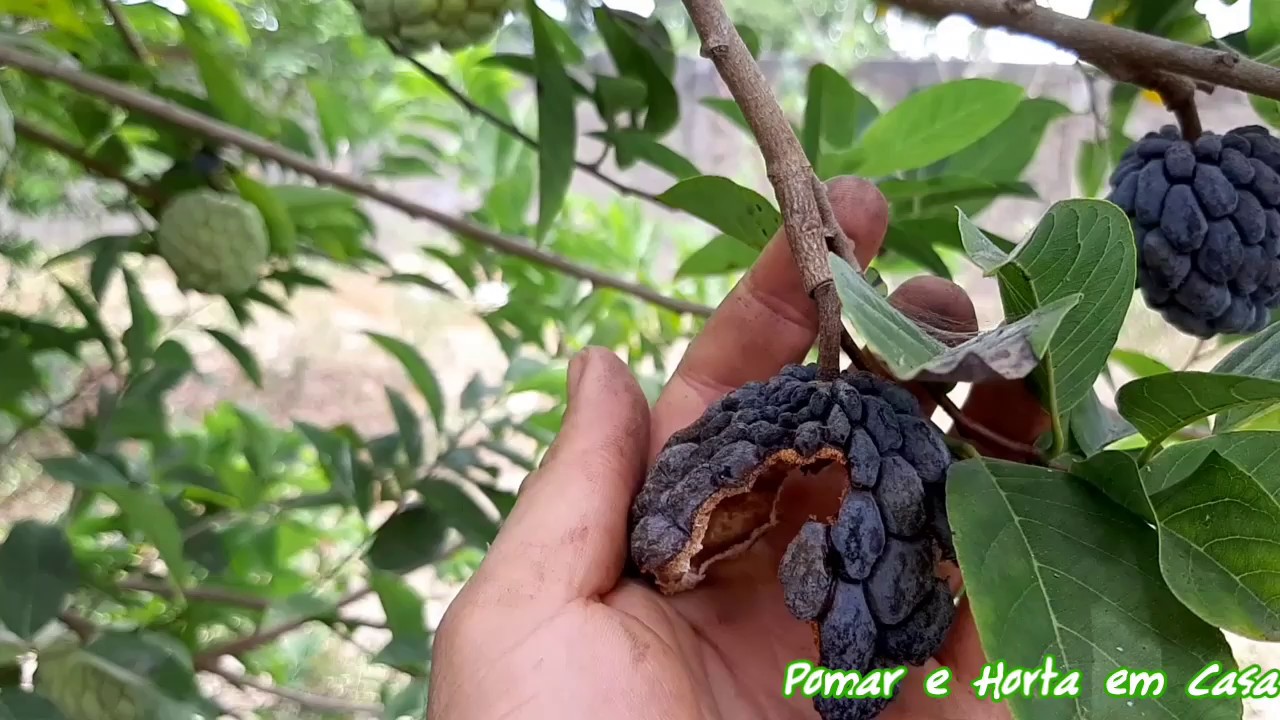 PRAGA NA PINHA NUNCA MAIS! ASSISTA ESSE V&Iacute;DEO!