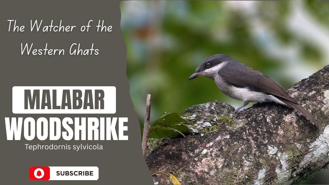 Malabar Woodshrike | The Watcher of the Western Ghats 