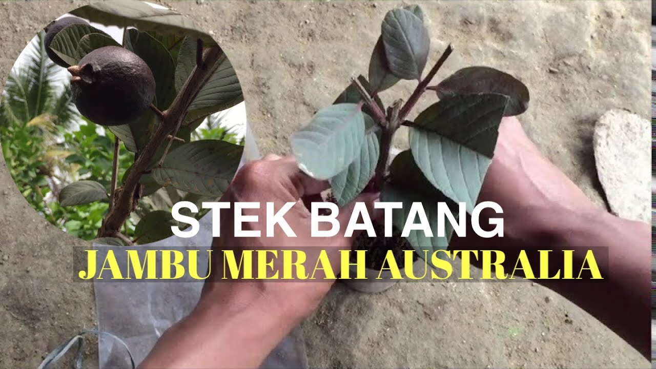 melakukan stek jambu biji merah australia || pakai perangsang akar alami