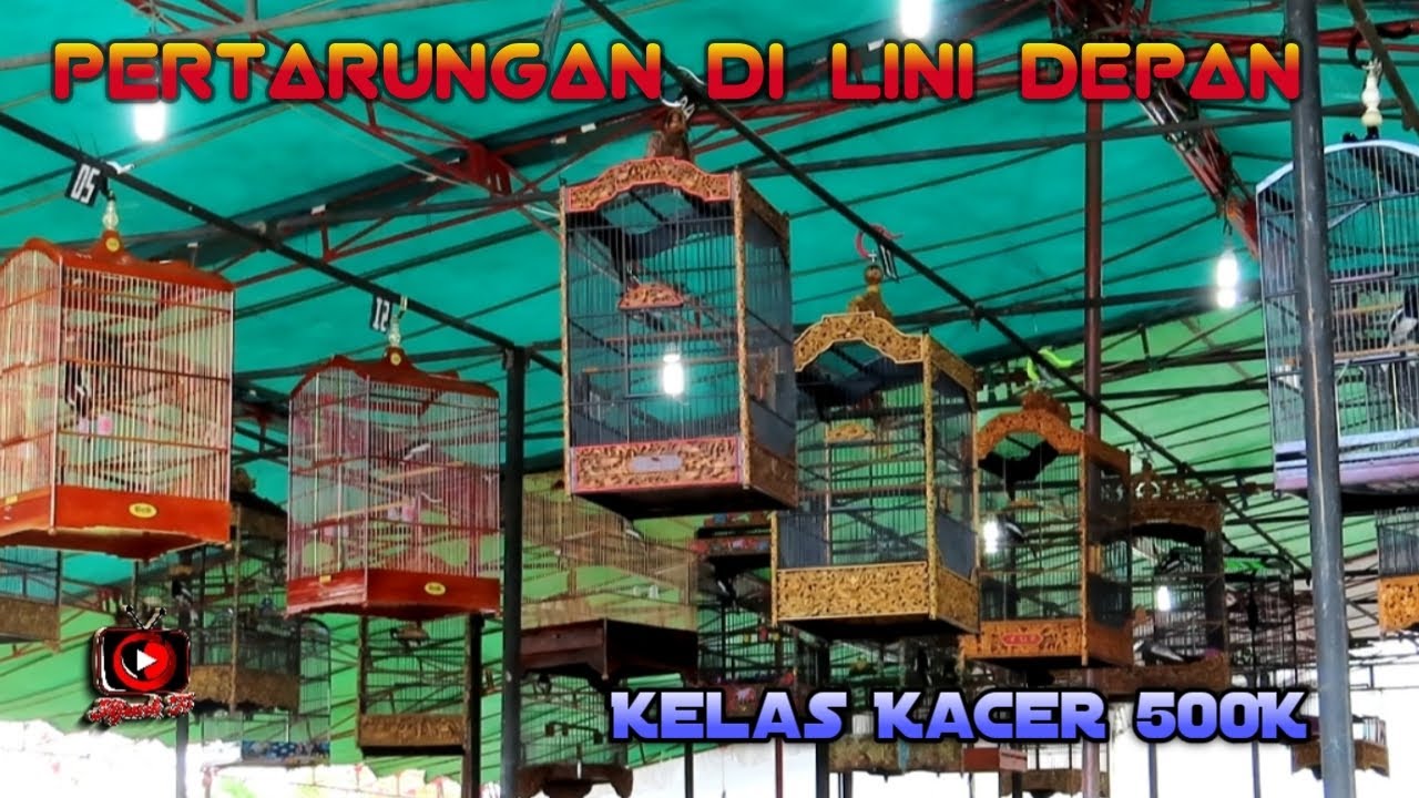 lomba kacer kelas 500k Radjawali Indonesia Award Palembang