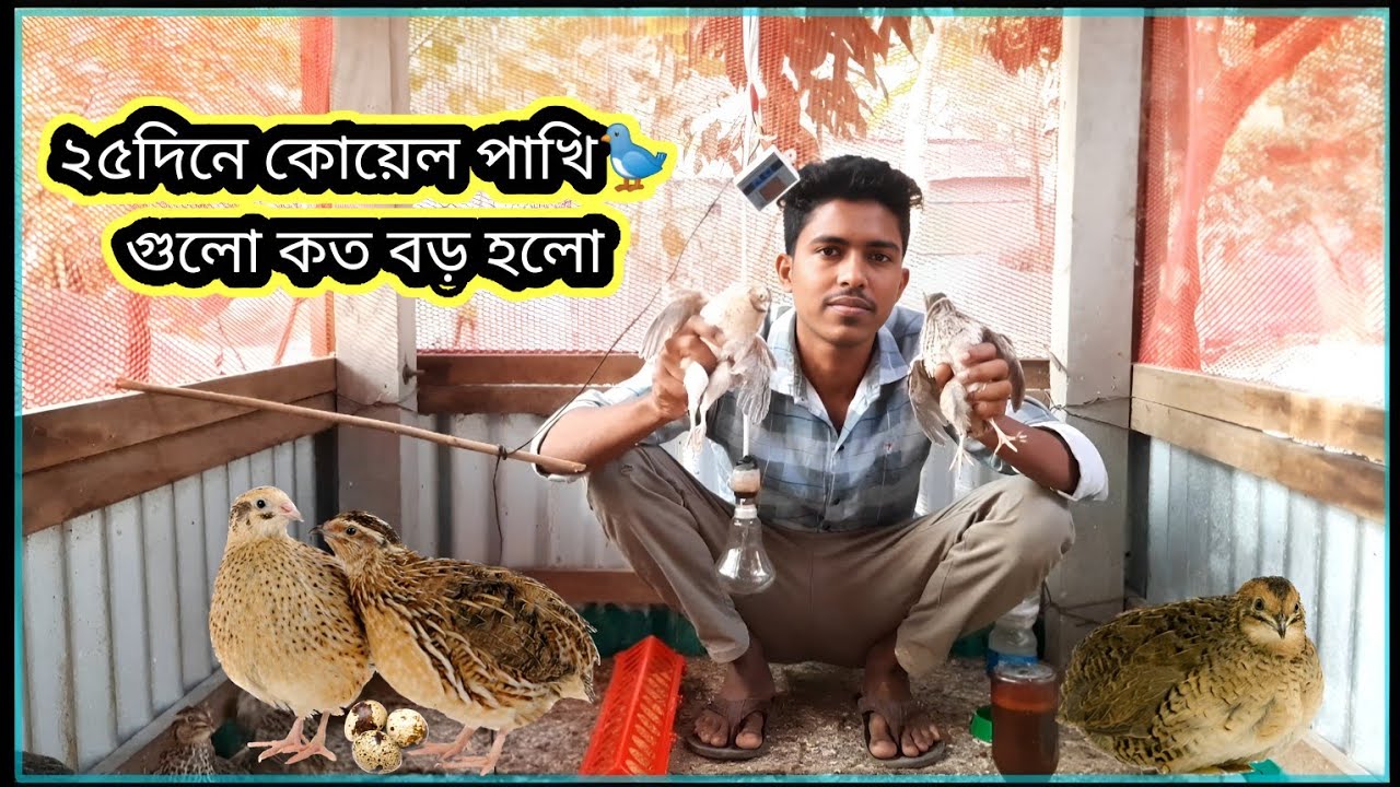 ২৫দিনে কোয়েল পাখি গুলো কত বড় হলো🐦quail bird fram🐦