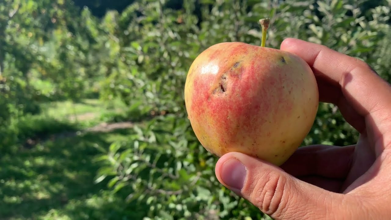 Anna Apple Tasting