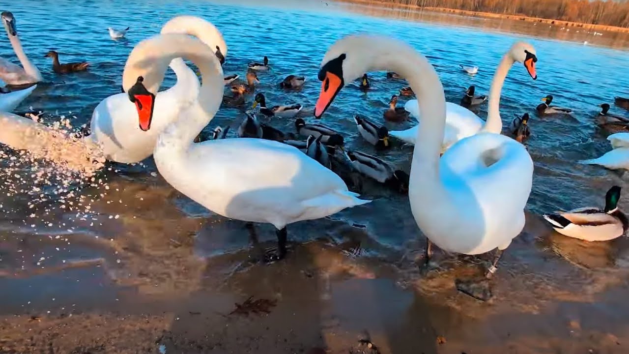 Głodne ptactwo na plaży Pogoria III #swans #birds (4k)