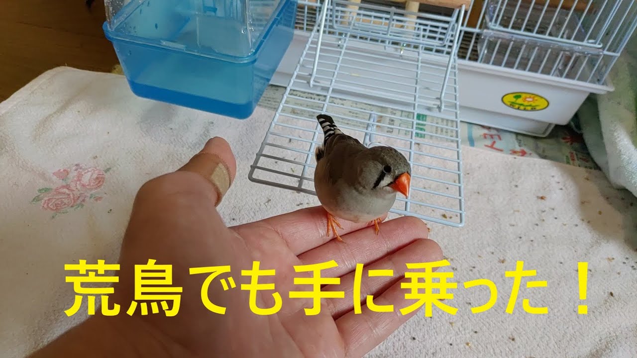 キンカチョウが手乗りじゃないのに手に乗った【zebra finch】