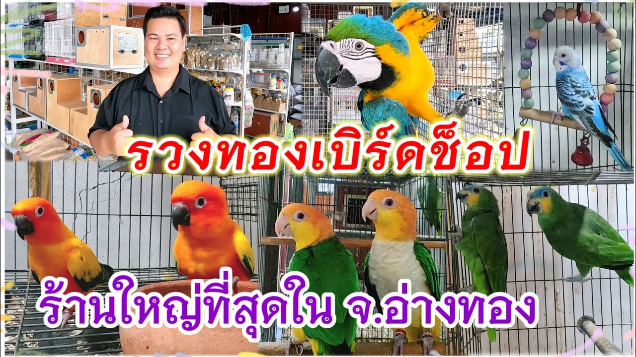 ร้านใหญ่ที่สุดใน จ.อ่างทอง รวงทองเบิร์ดช็อป ครบวงจร จัดส่งได้