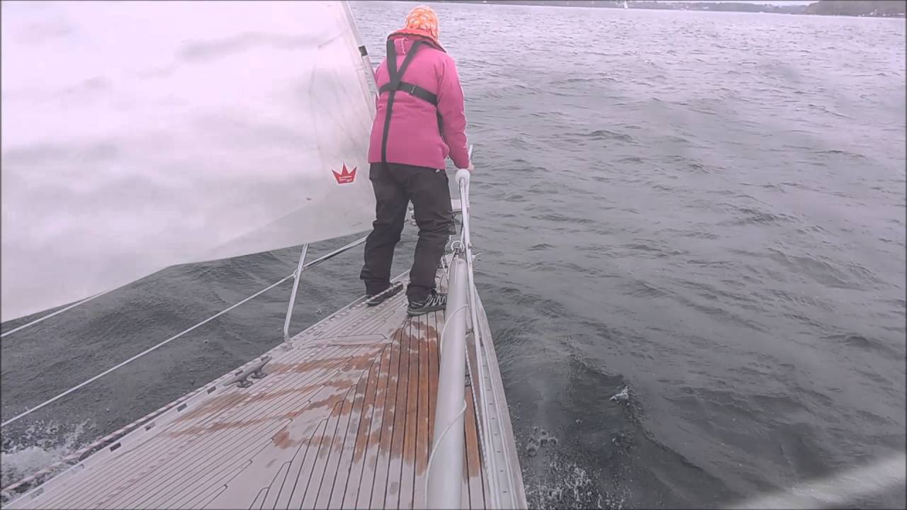 Delfiner i Lillebælt 2016