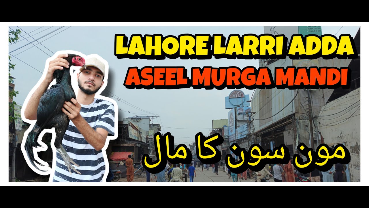 Lahore Aseel Murga Mandi || Lahore Lari Adda Aseel Murga Mandi 2025| Lari Adda Aseel Market 2025 #yt