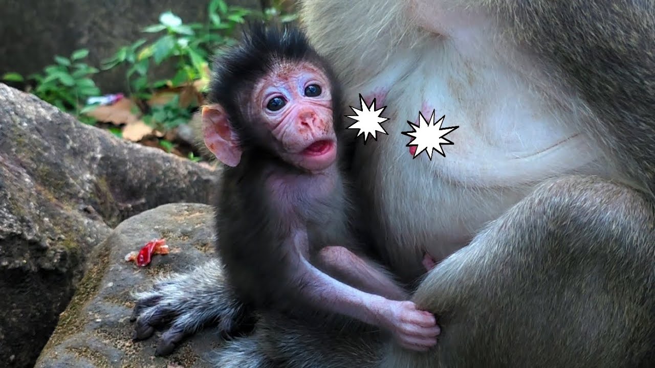 Very gorgeous baby monkey boy Glorian ( new son of Gladdis). 
