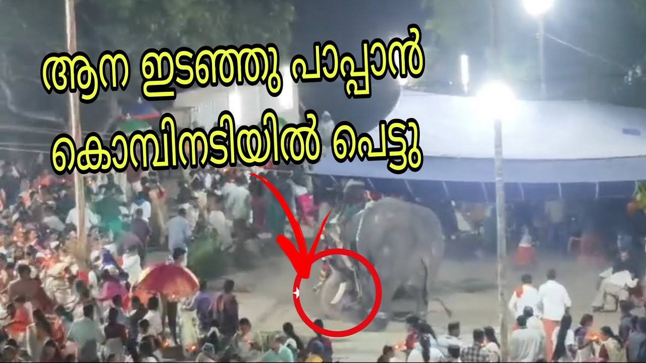 ഉത്സവത്തിന് ആന ഇടഞ്ഞു 😮🐘 | Elephant Attack | Pulpally Seethadevi Ulsavam |