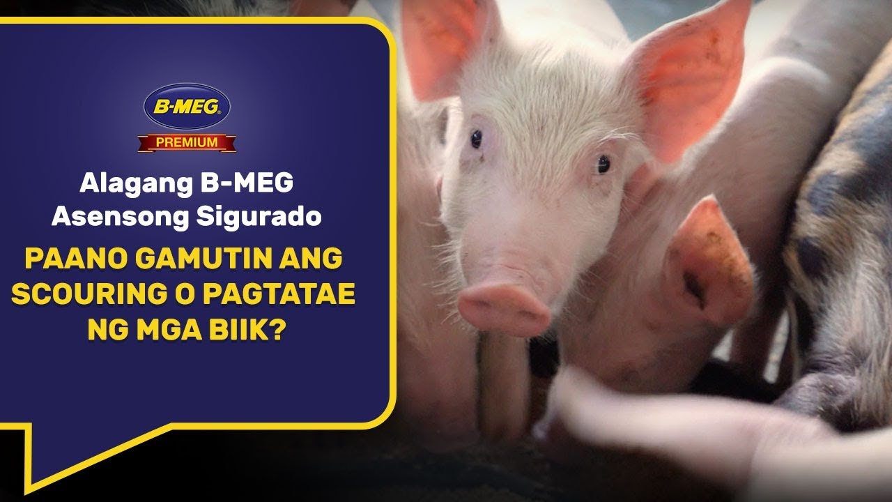 Paano gamutin ang piglet scouring o pagtatae ng mga biik!