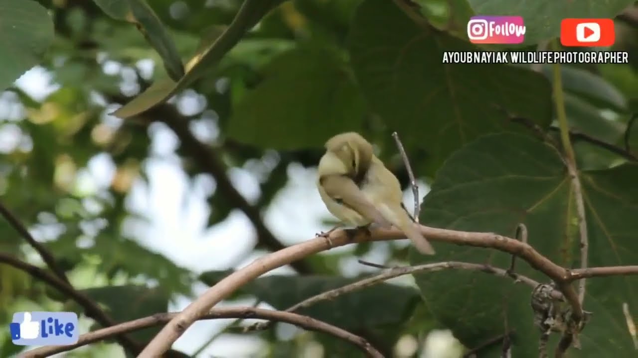 Greenish warbler identification - warbler birds || small birds || bird sounds- birds-2022