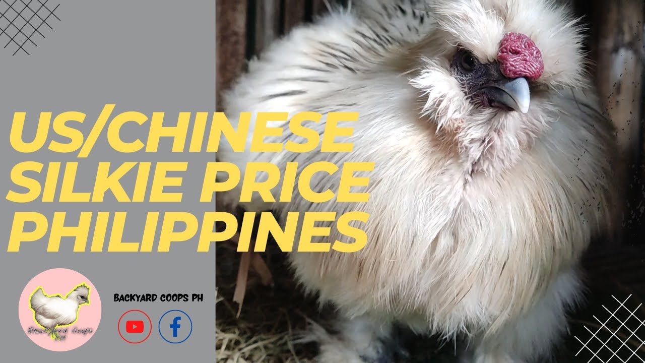 Presyo ng US/Chinese Silkie sa Pilipinas at saan makakabili?