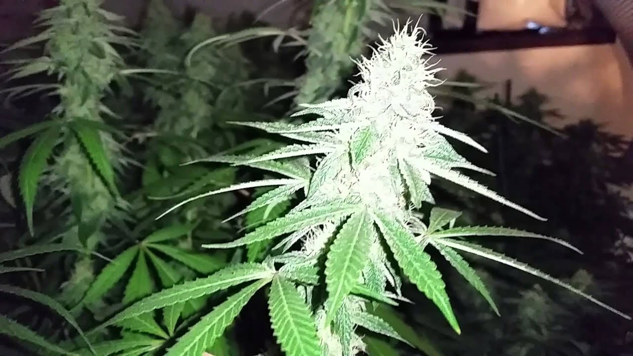 Noximus420's lil dank Tga grow