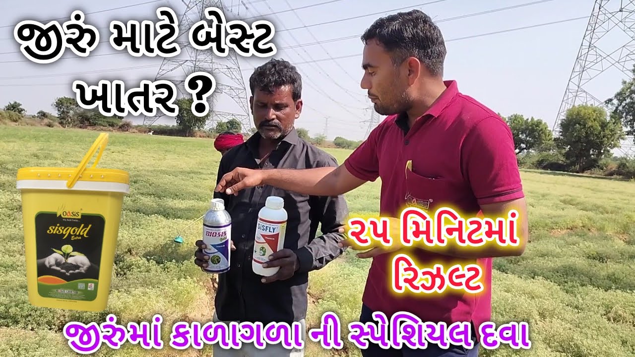 Cumin farming | Pest control | જીરુંમાં કાળાગળા માટે દવા #trending #farming #cuminseeds #biosis