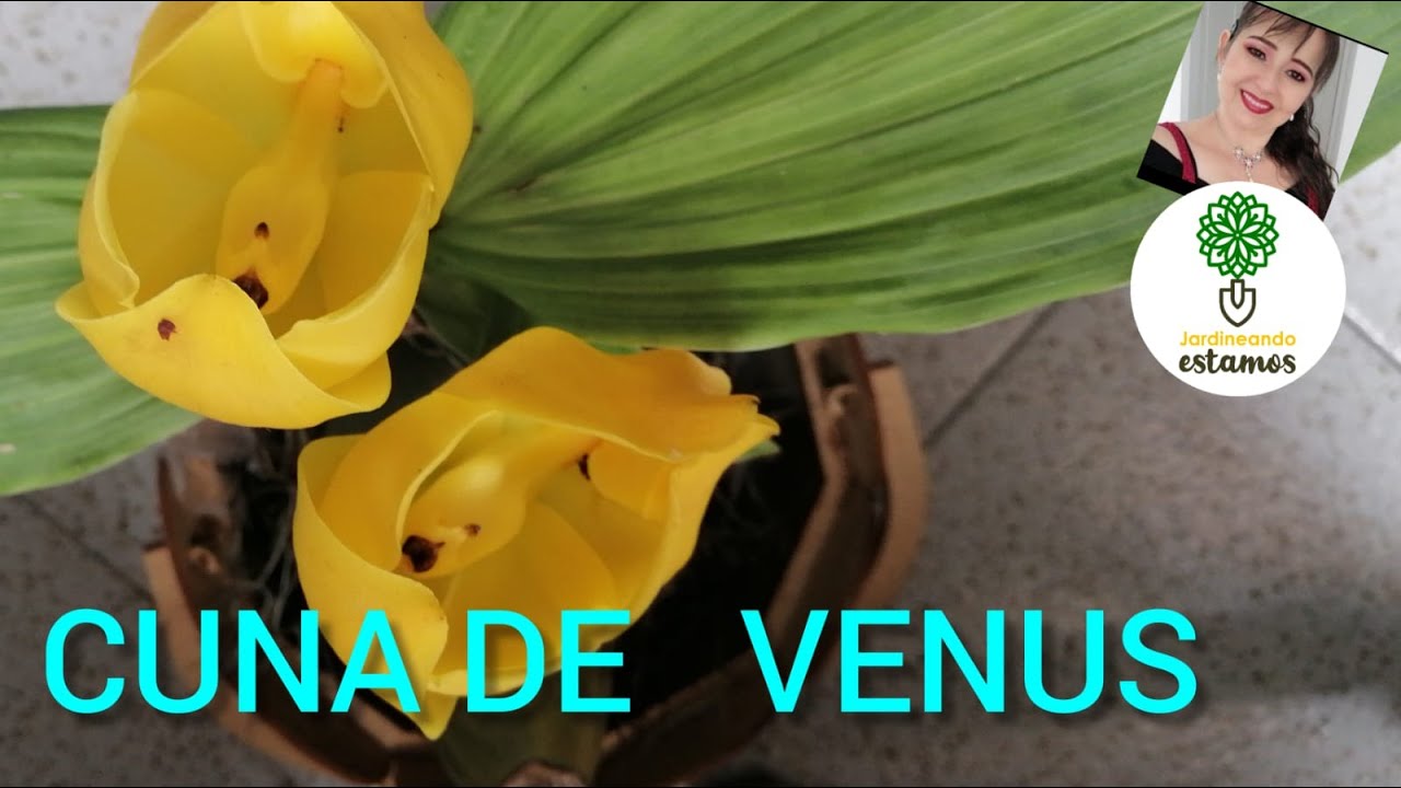 CUNA DE VENUS/CUIDADOS/TRASPLANTE,RIEGO,FERTILIZANTE/TODO SOBRE ESTA HERMOSA PLANTA EXÓTICA.