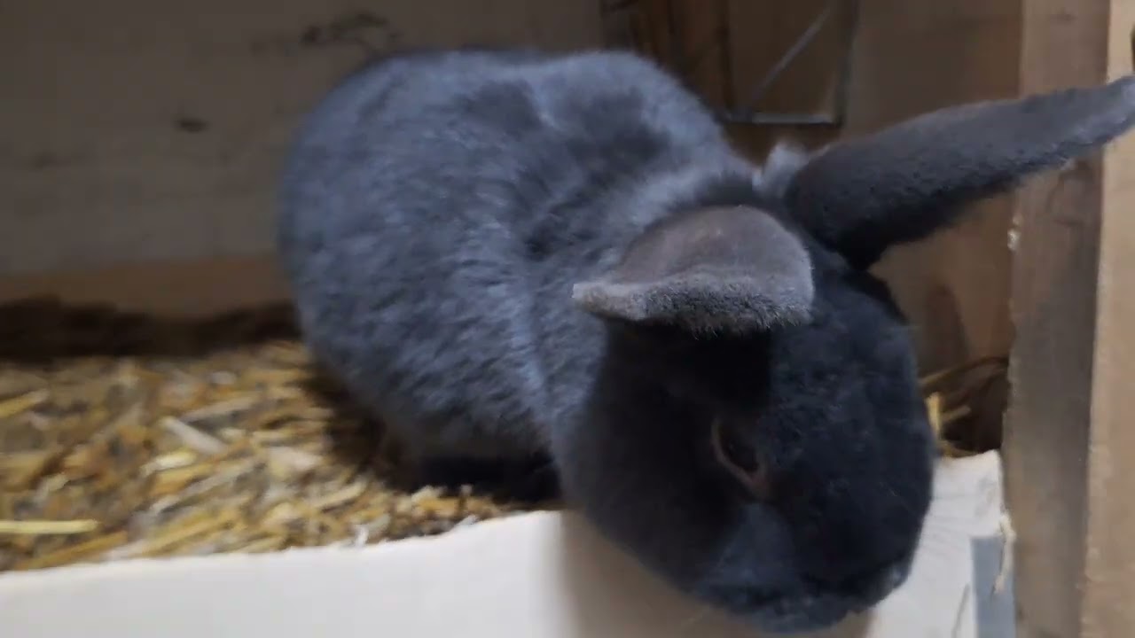 Nowy Nabytek🐇🐇🐇 !!!.Wystawa Wieluń 2026. #króliki #sallander #bunny #króliczastrefa #królik 