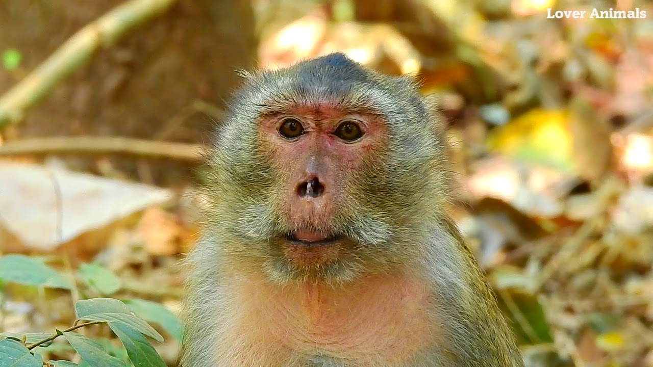 New Group Old Monkey, Poor Monkeys