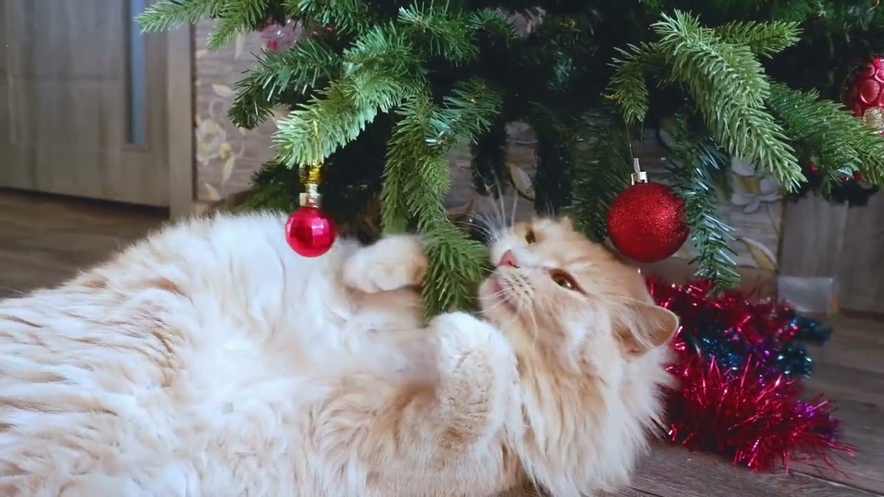 Estos Gatitos Tan Lindos te Harán Decir 'Awww' sin Parar 😭❤️ | Recopilación #1