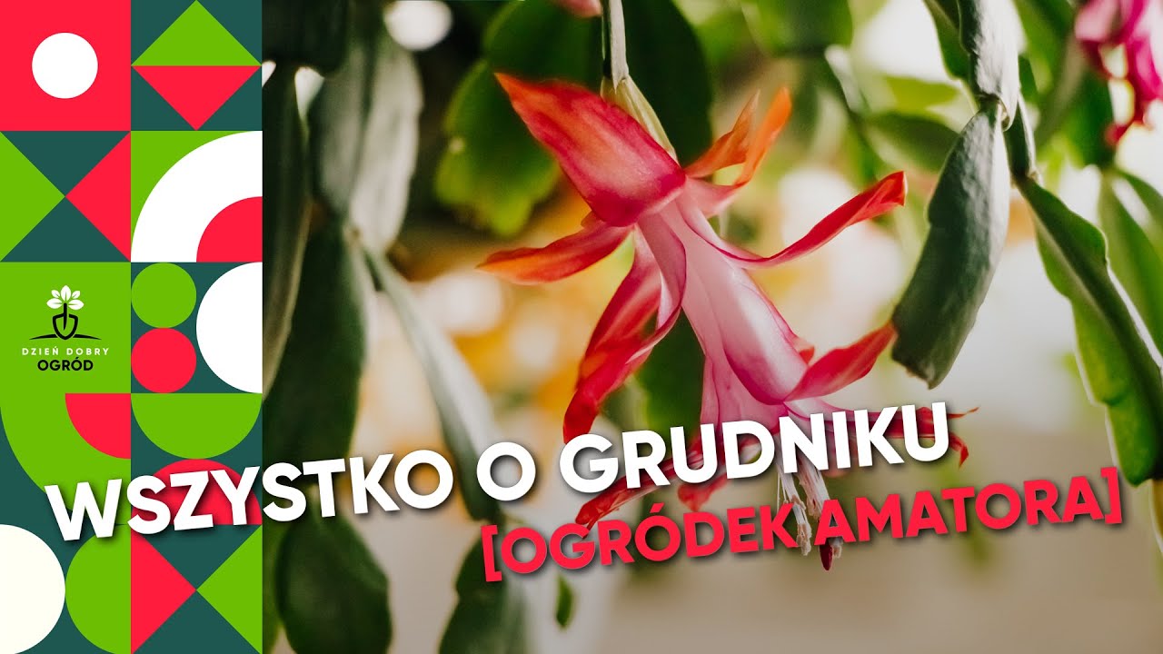 TWÓJ GRUDNIK NIE KWITNIE? 😱 SPRAWDŹ, CO ROBISZ ŹLE!