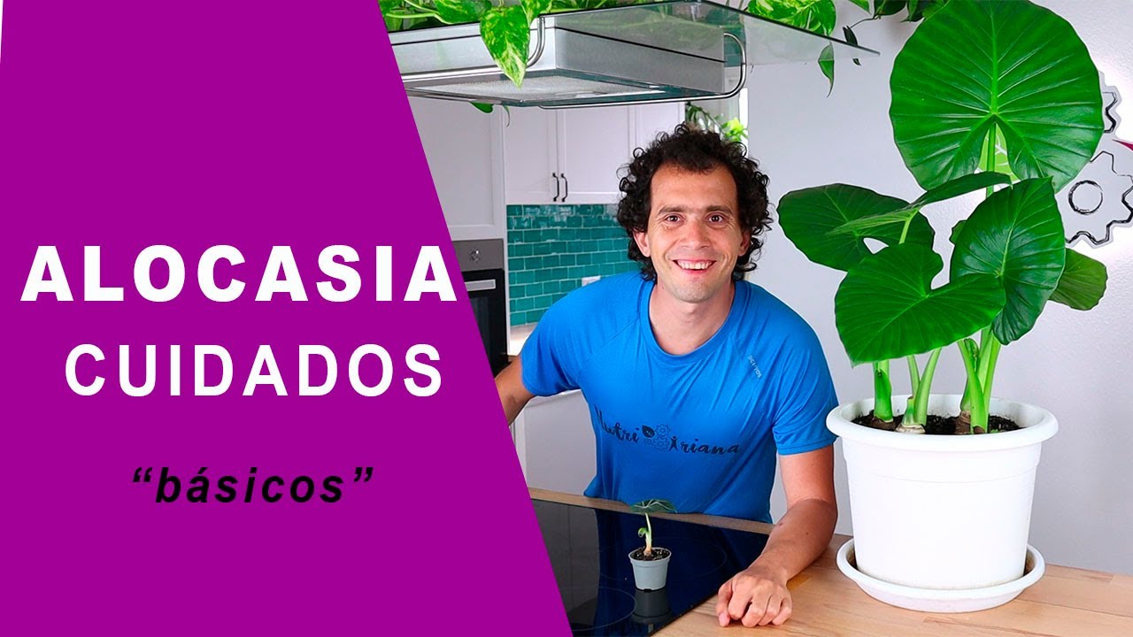 Cuidados básicos para las Alocasias