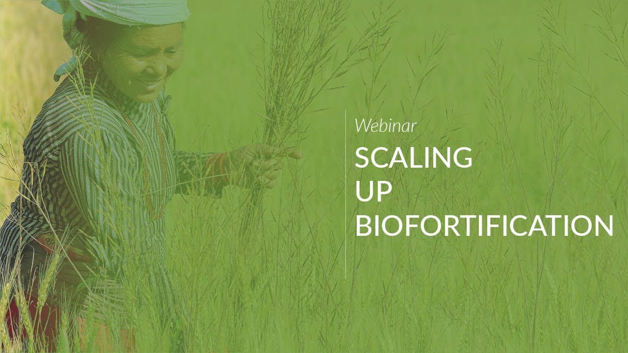 Webinar: Scaling up Biofortification