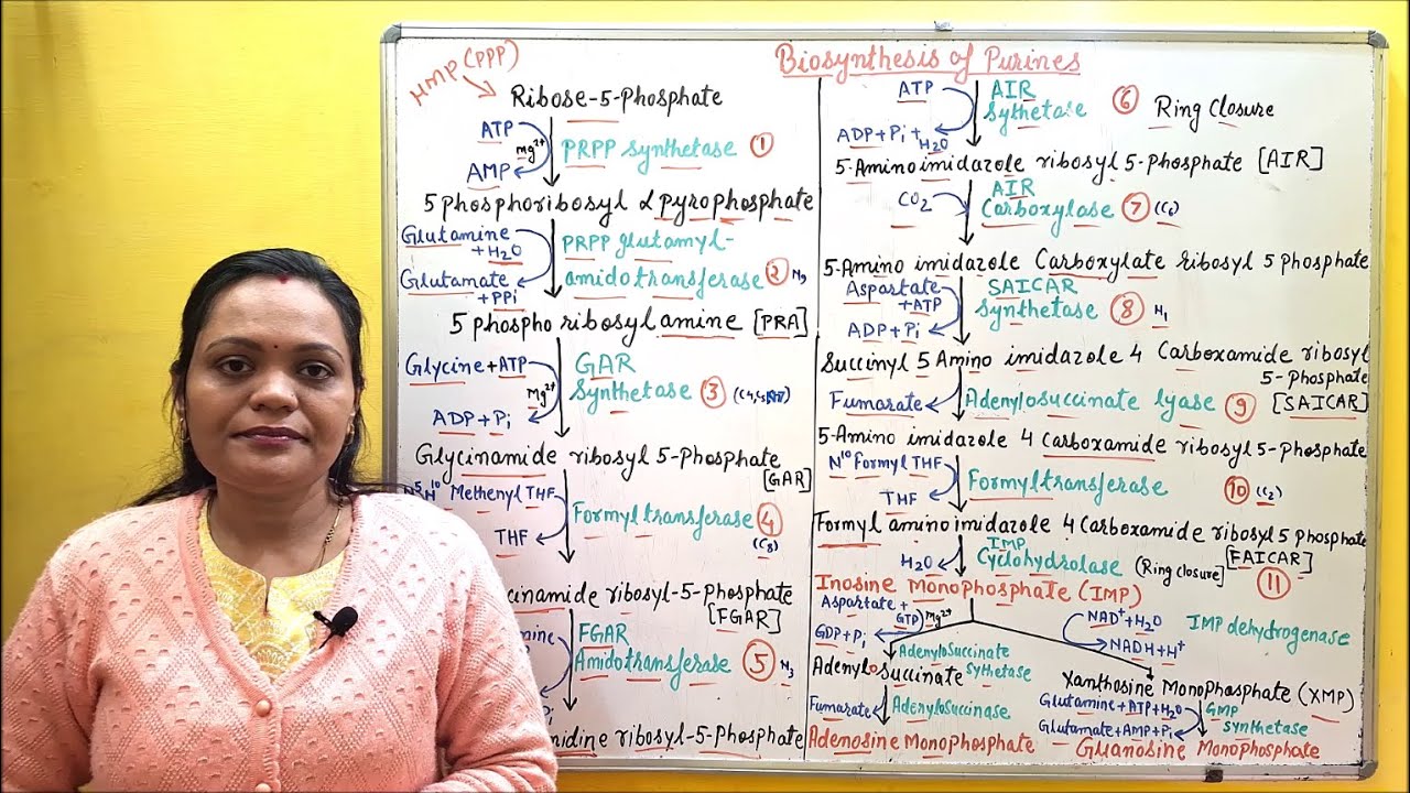(59) Biosynthesis of Purines | Nucleic Acid Metabolism | Purine Synthesis | Biochemistry Lecture