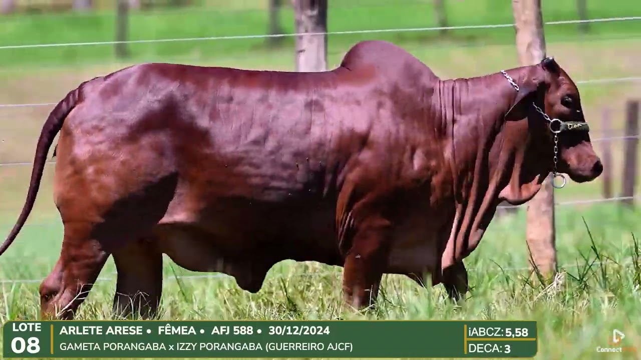 LOTE 08