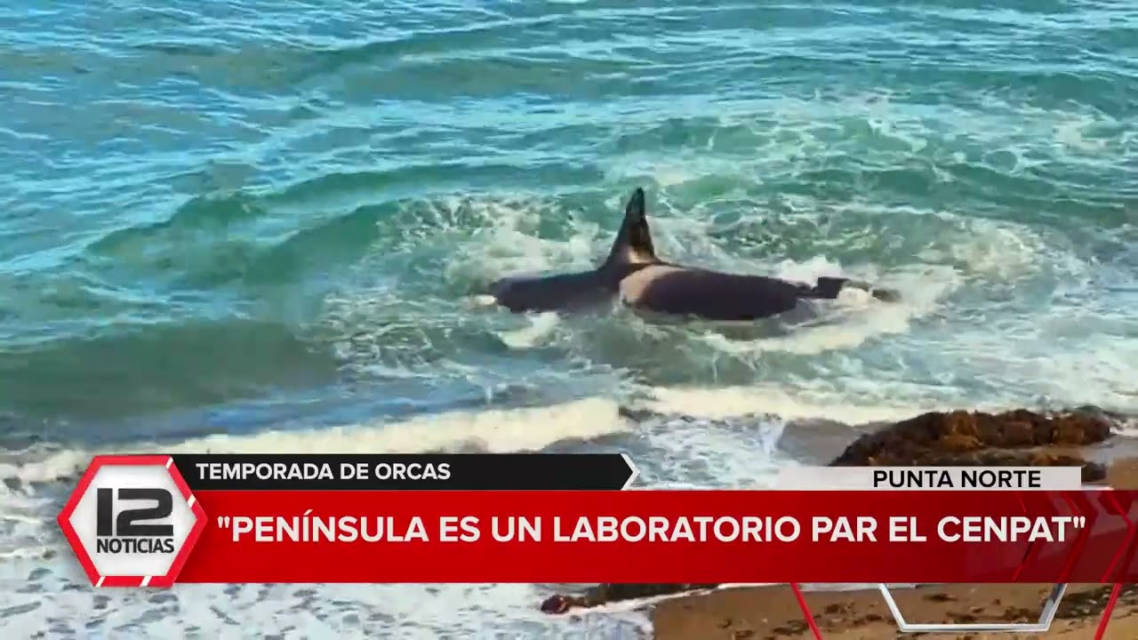 CHUBUT | TEMPORADA DE ORCAS: 