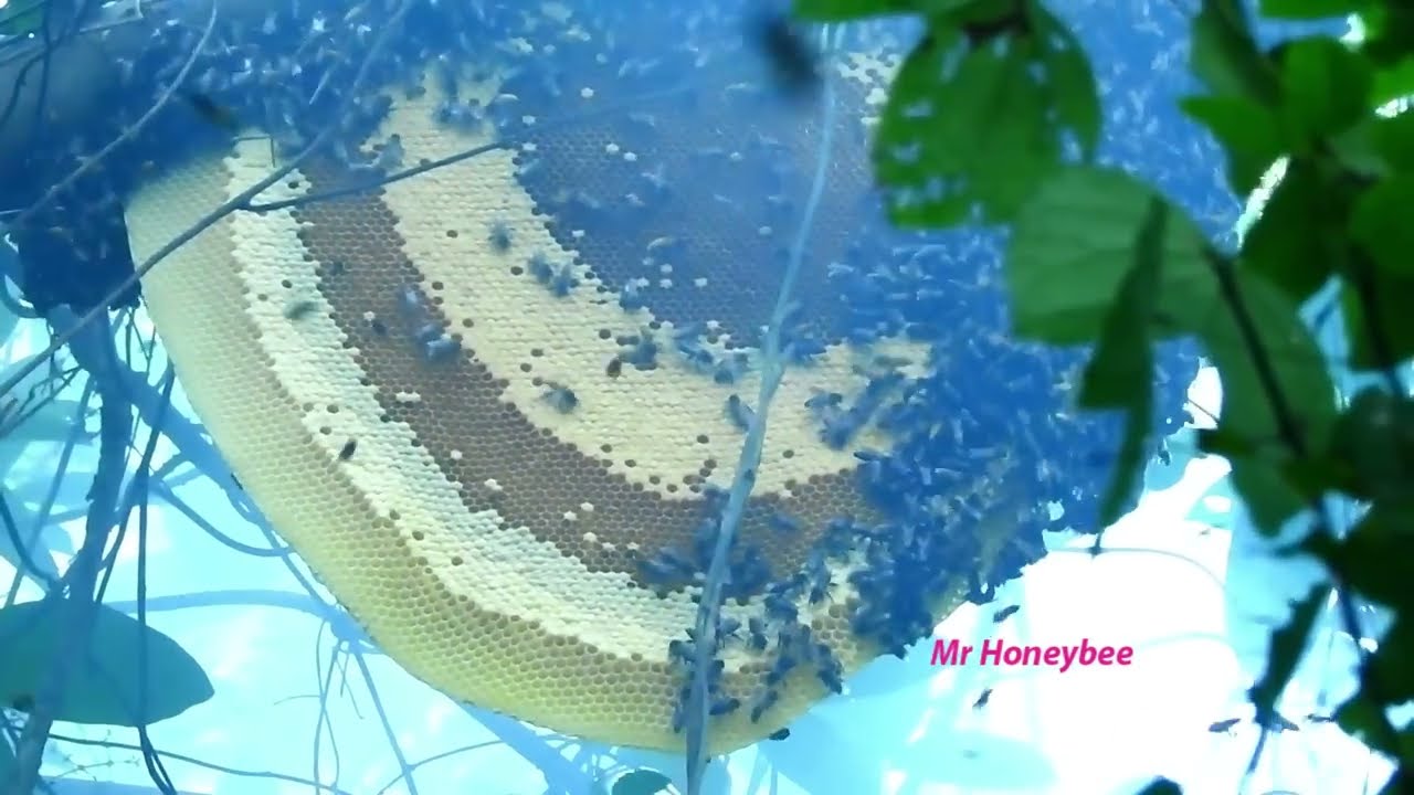 Amazing finding rare giant honeybee , jungle man say hes hus to harvest beehive@Menlychannel
