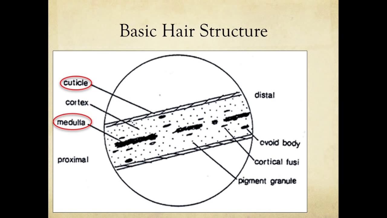 Microscopic Comparison of Hair and Fiber Evidence